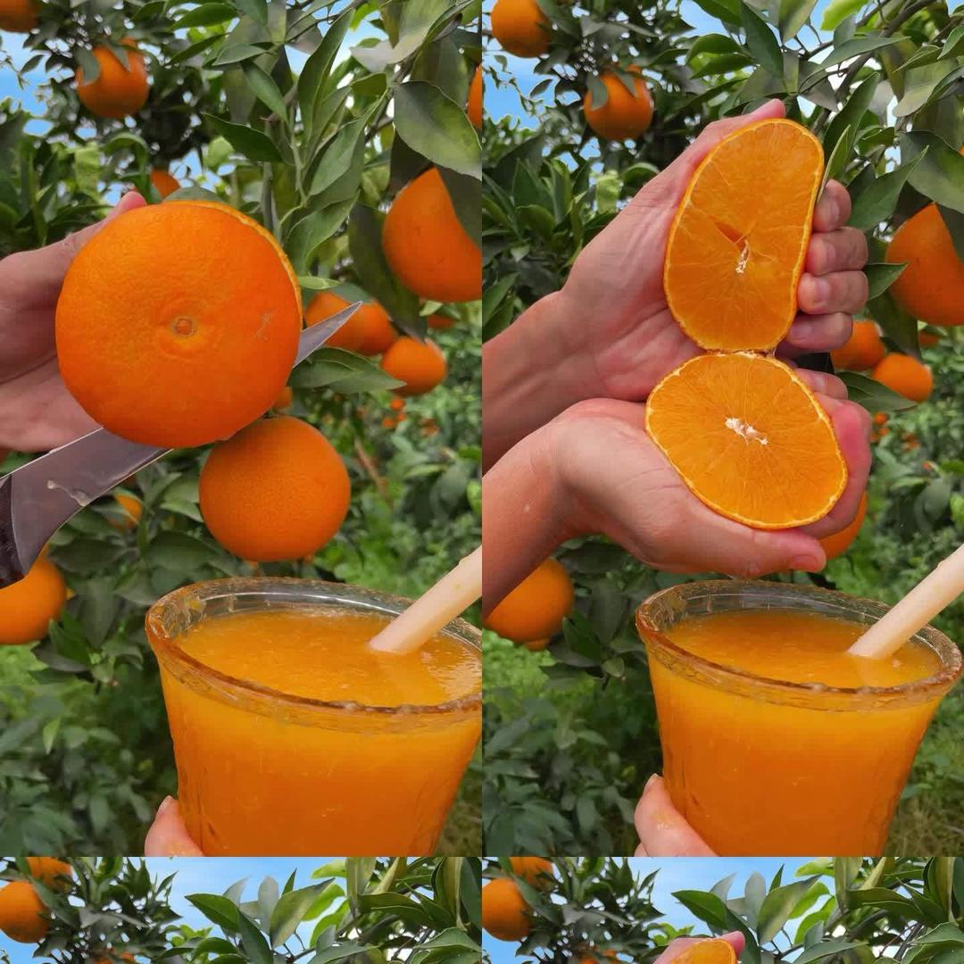 自家种植四川爱媛果冻橙38号