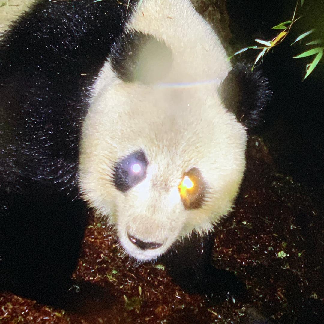 艾茉里教练申教练