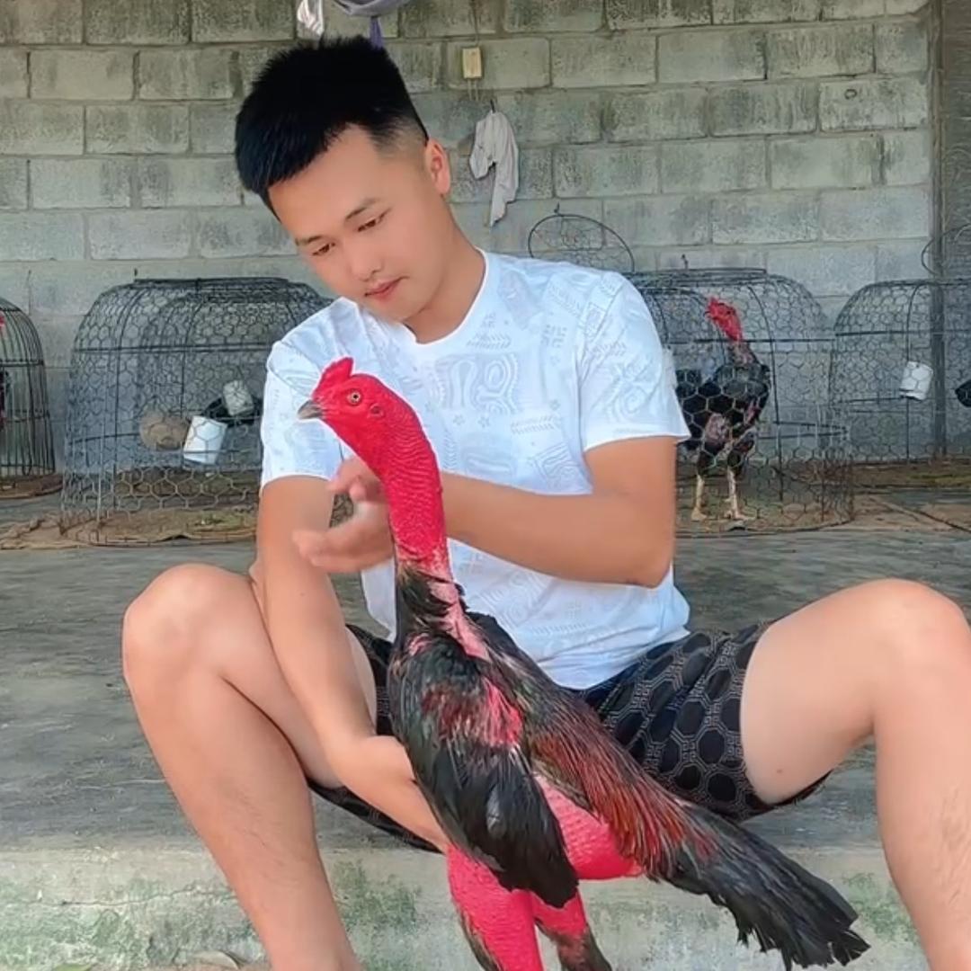 陈玉龙职业斗鸡生涯