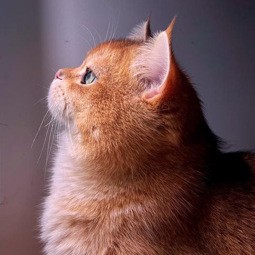 王百万是金渐层