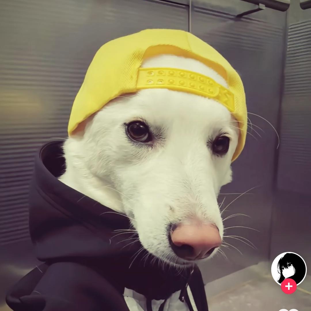呆呆狗💬