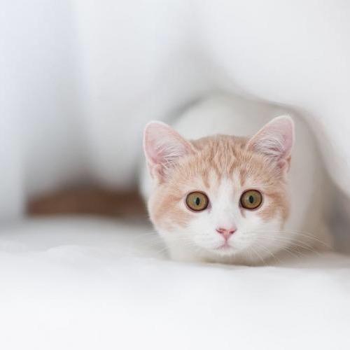 猫咪游戏队长
