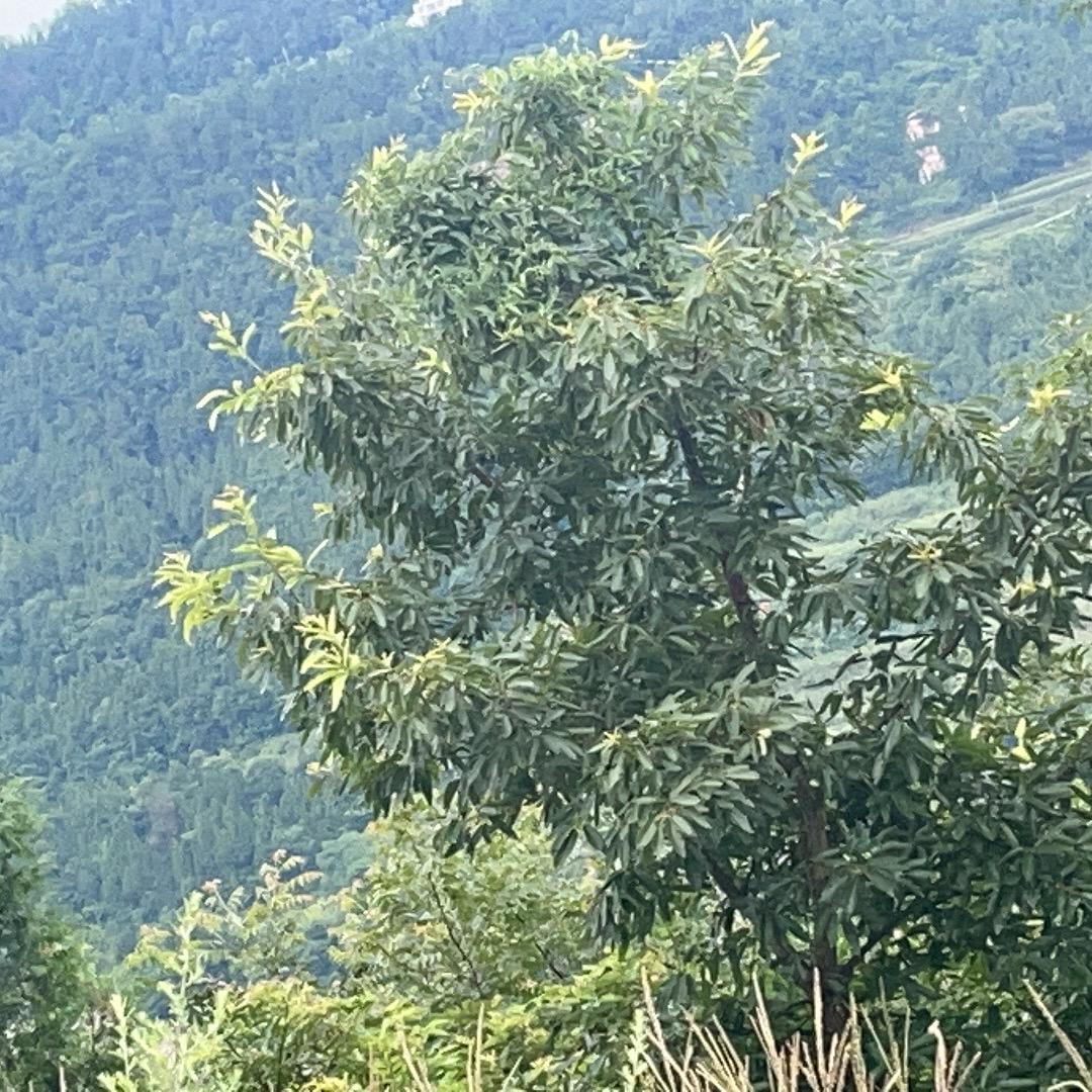 天使……无极