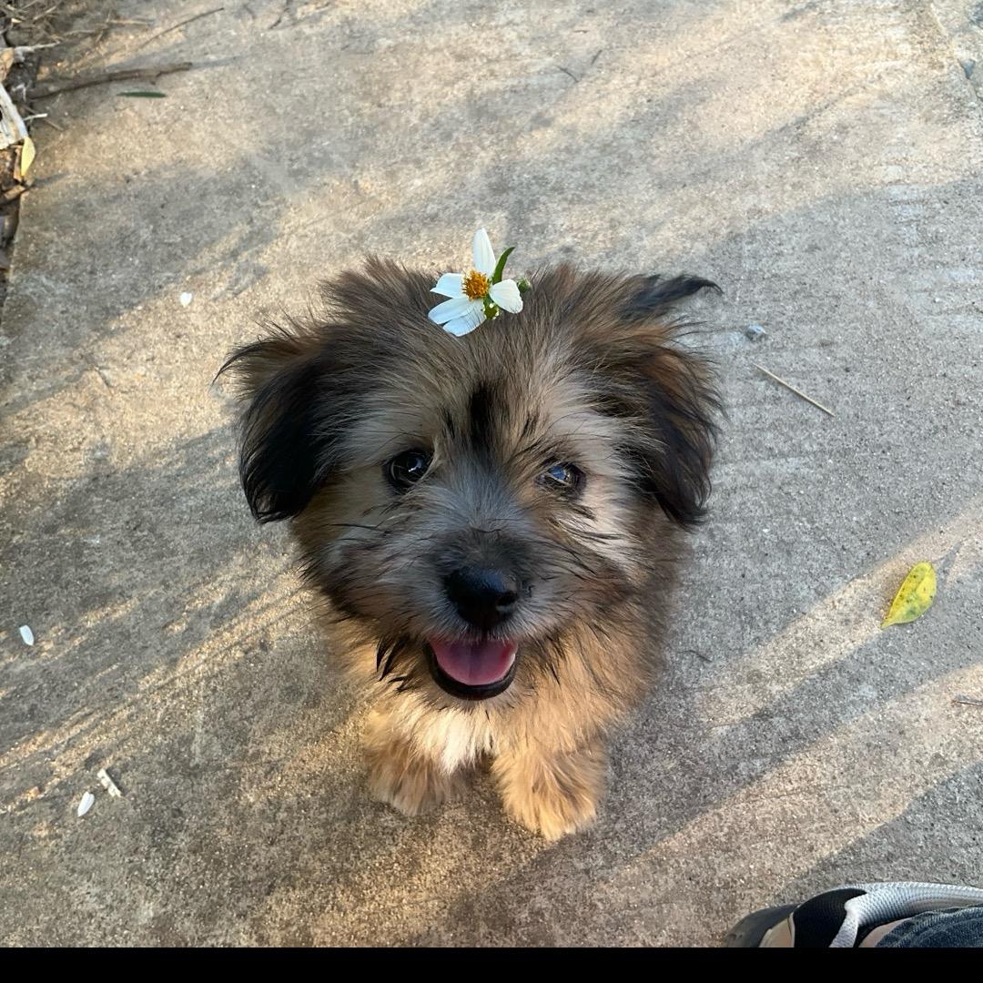 钢镚日常汪汪汪