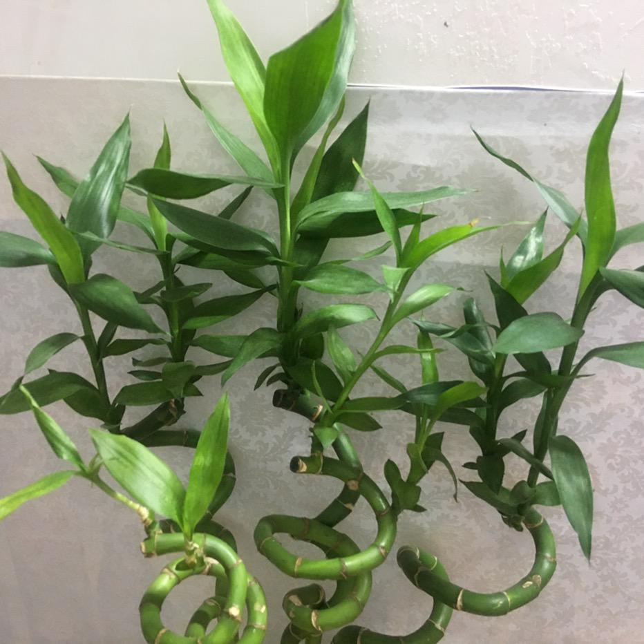 小白菜。