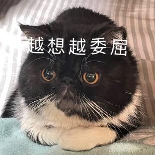 是喵不是咪