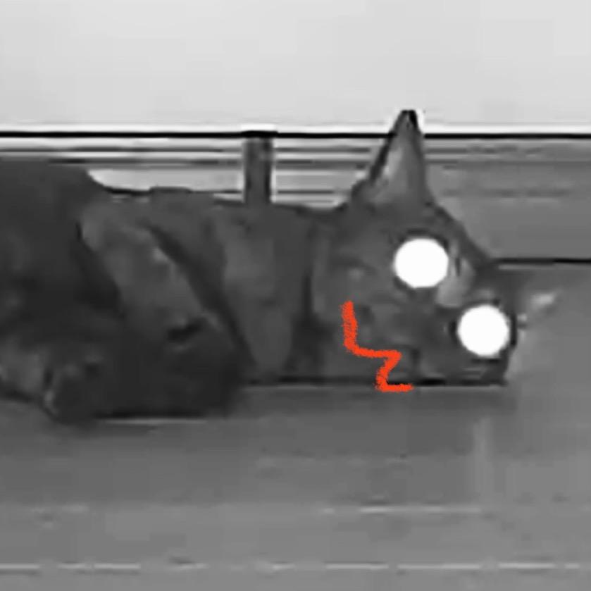 白嘴嘴（动物园版）