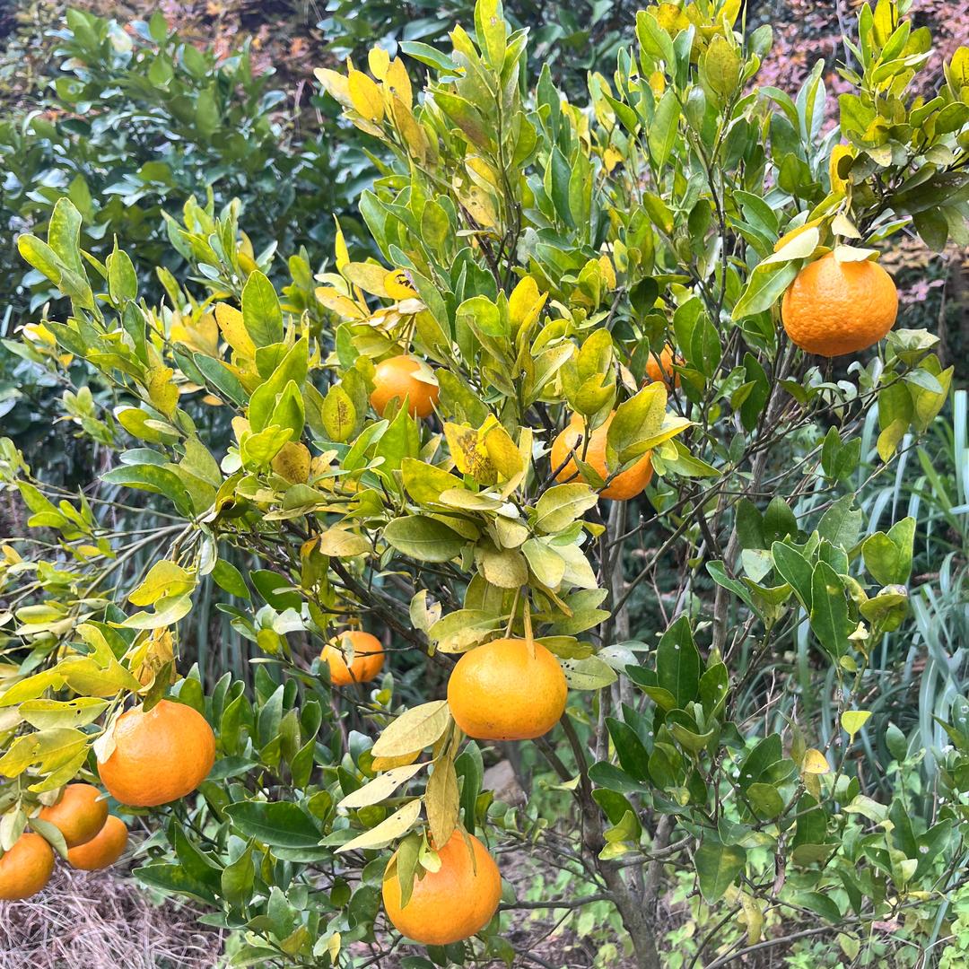 姐的快乐你百度不到