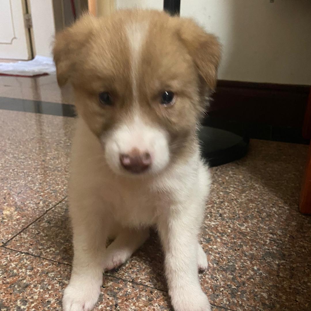花花🐶
