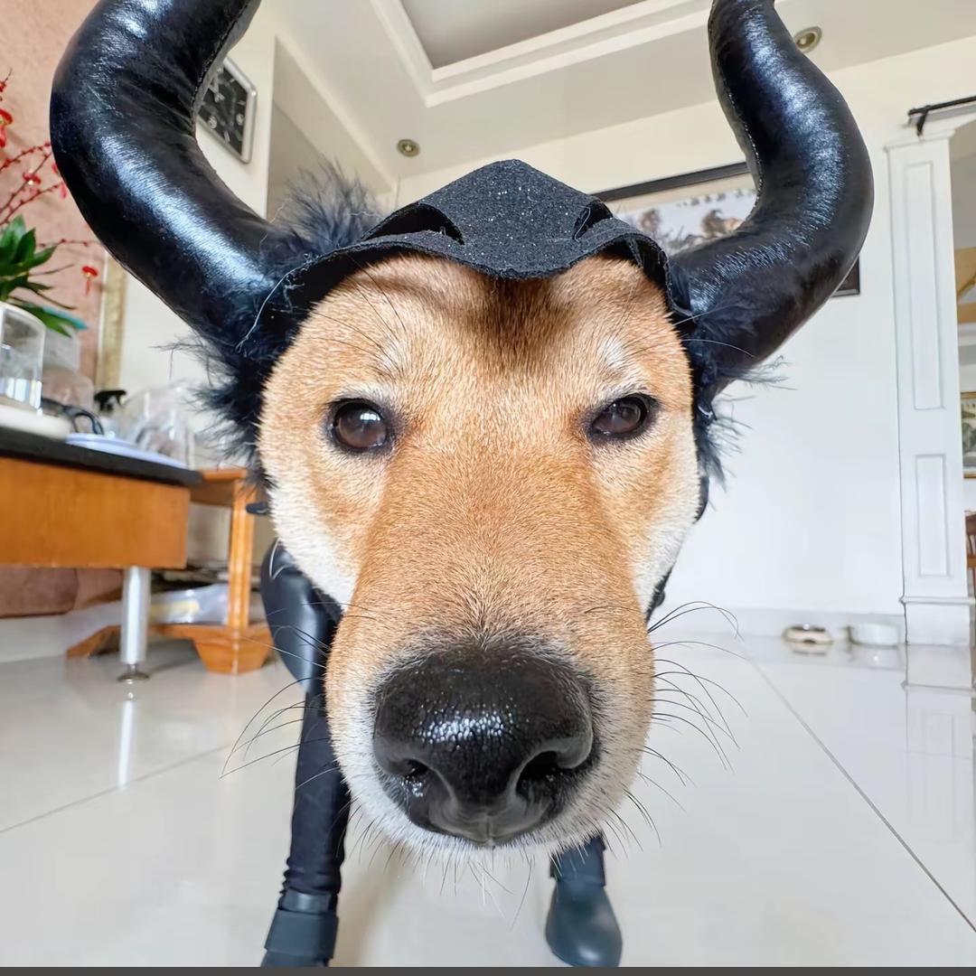 HHjr
