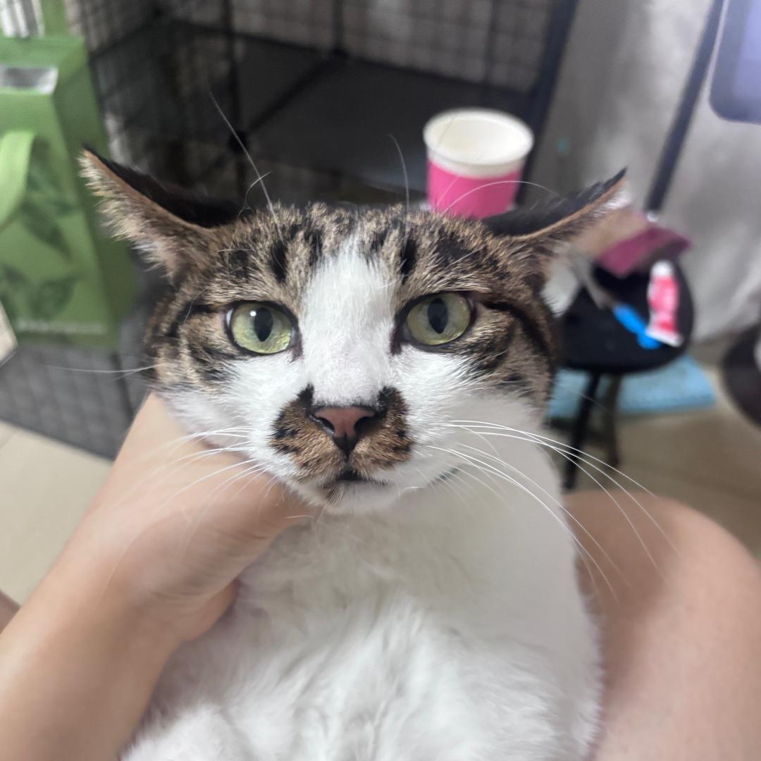 鱼鱼