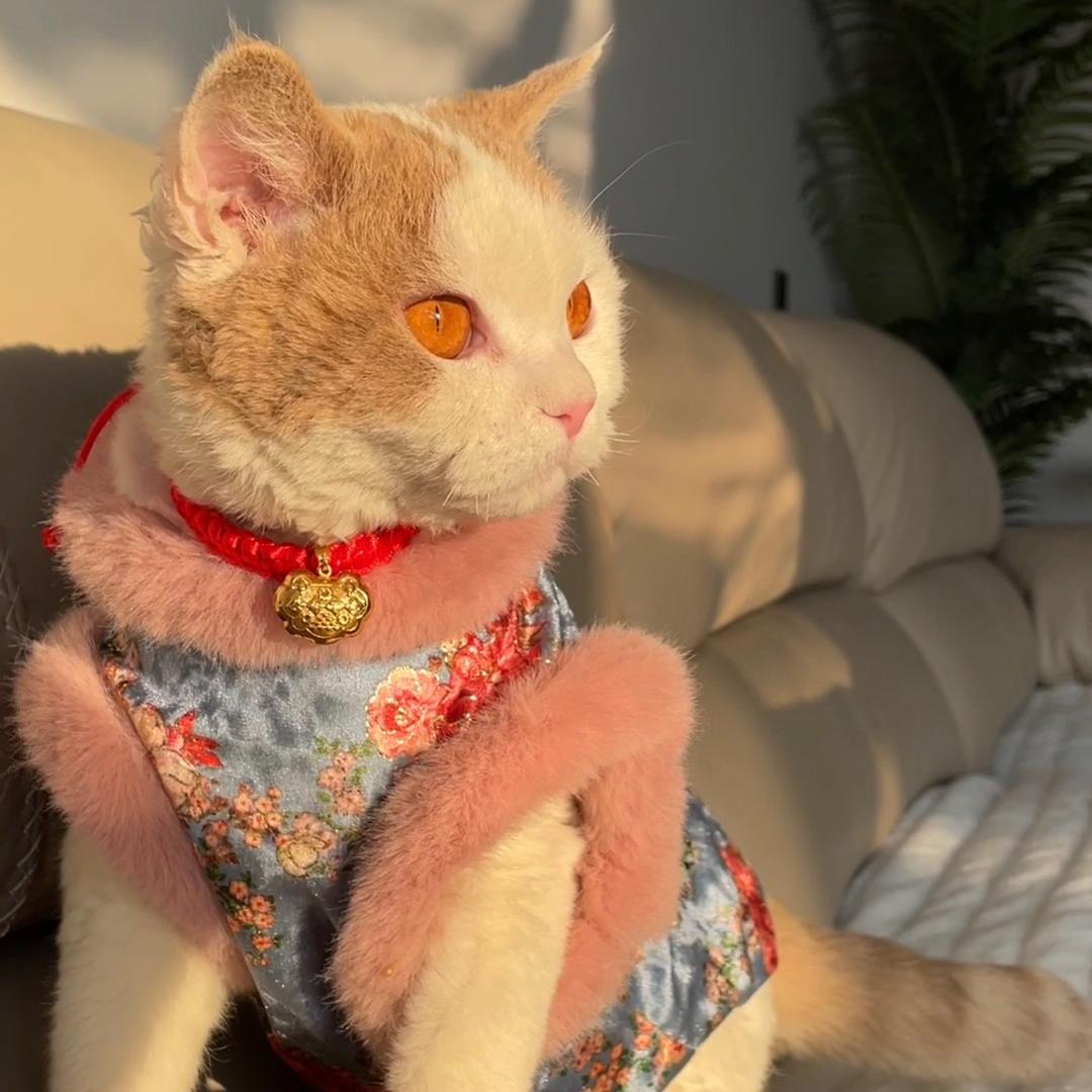 雪团妹妹