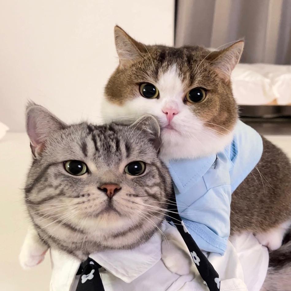 五花肉卷生菜@抖音