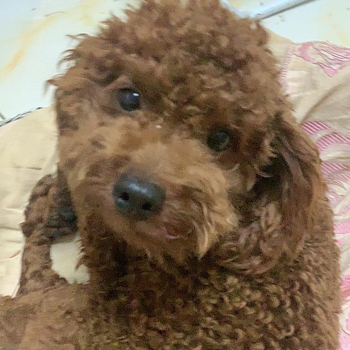啊白先生是小狗