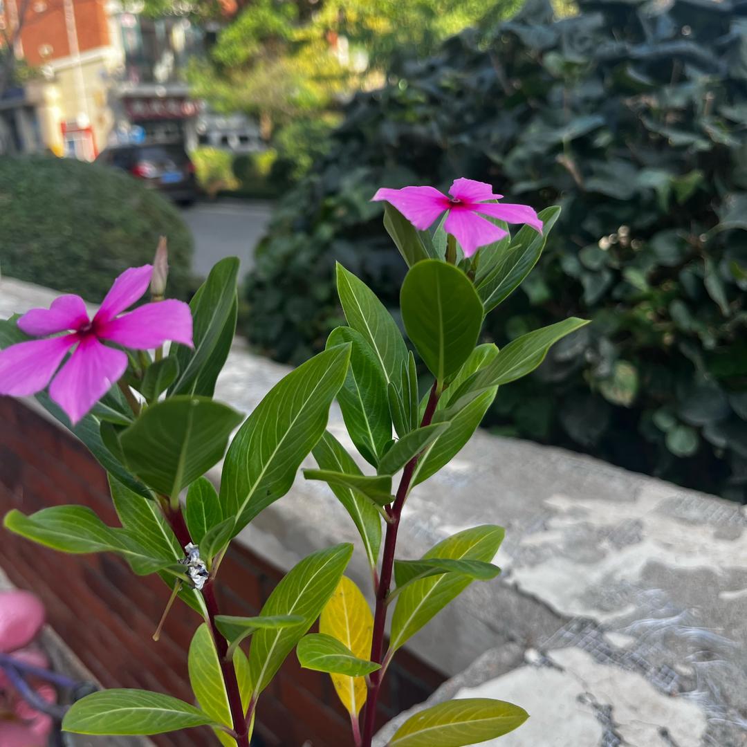花姐姐（相东花卉）