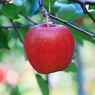 红苹果🍎