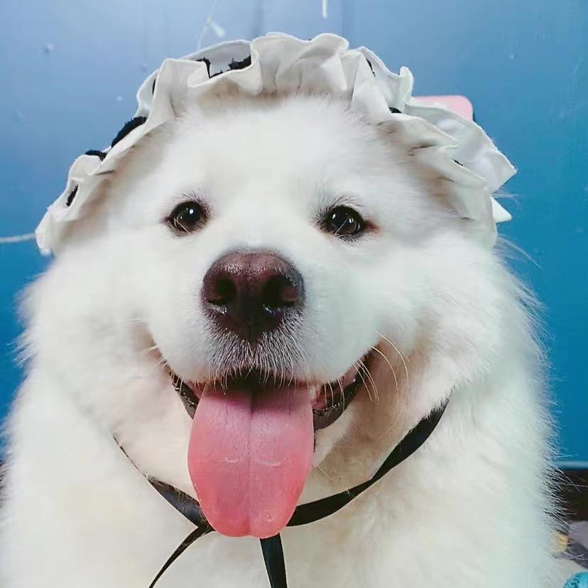 萨摩耶元七@抖音