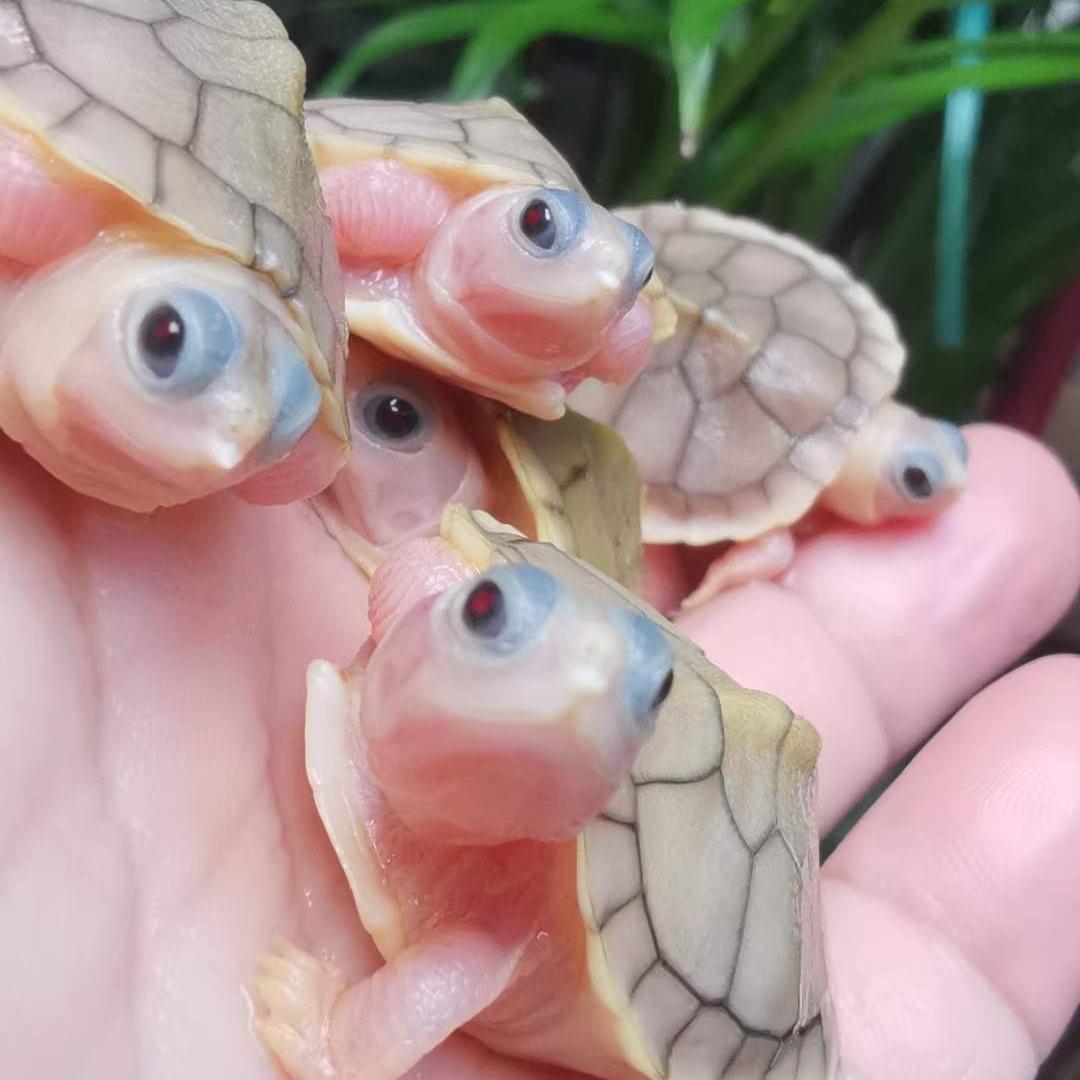 龟缘宠