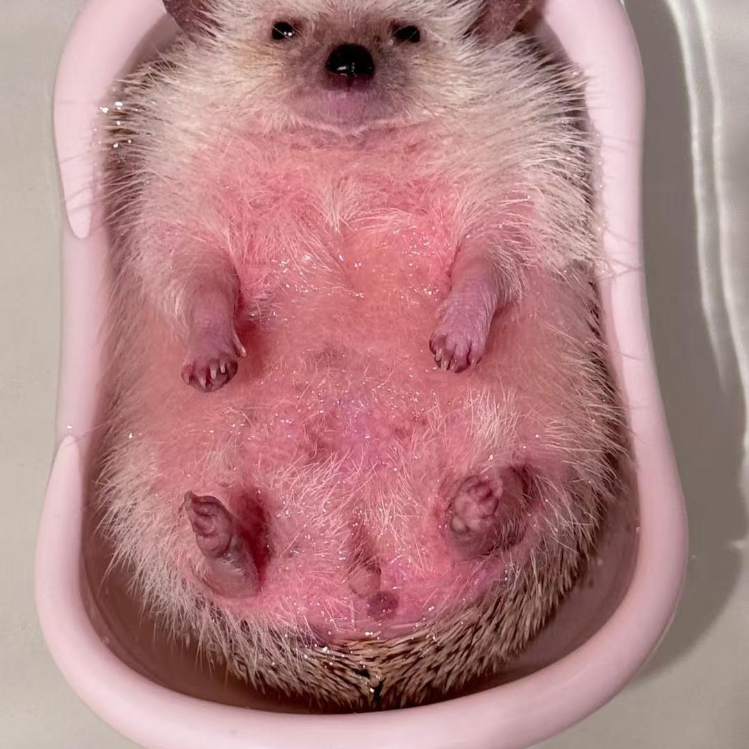 广州爱宠创意屋