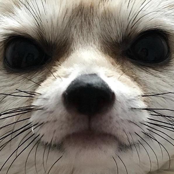 崔暴尼
