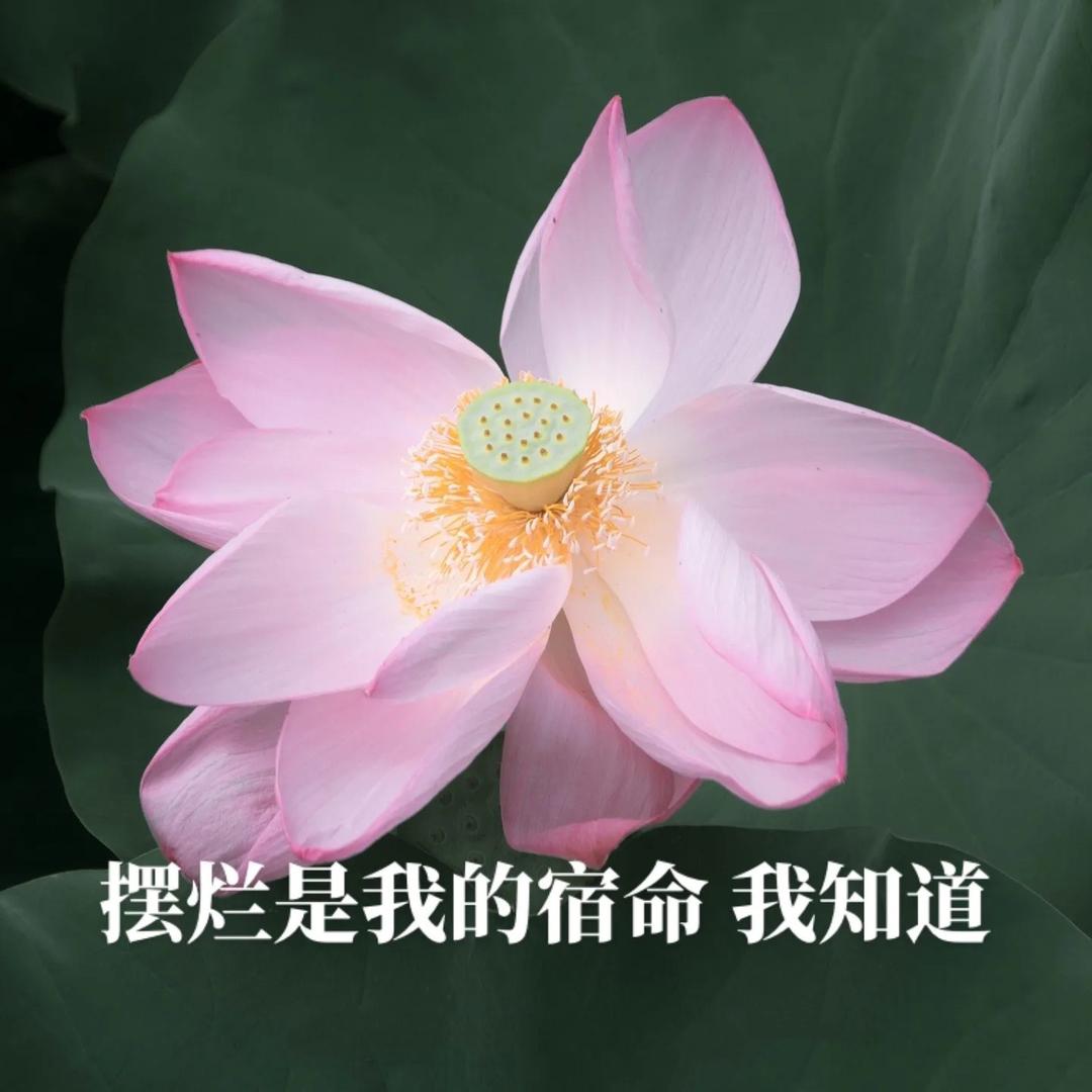 强得离谱！（十二月目标115！冲）