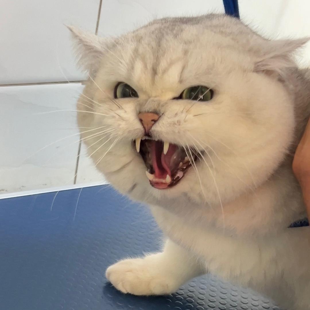 王富贵是只猫