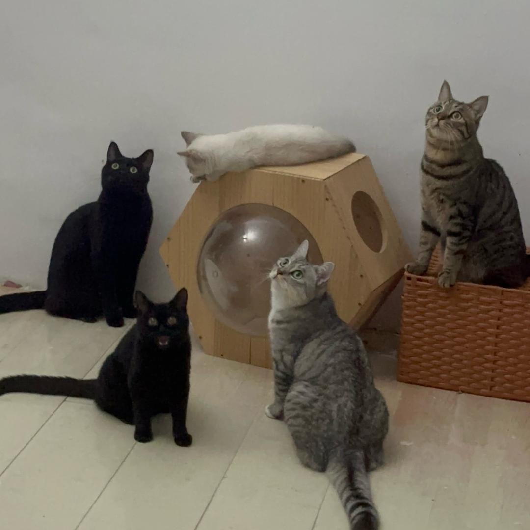 好多猫啊～