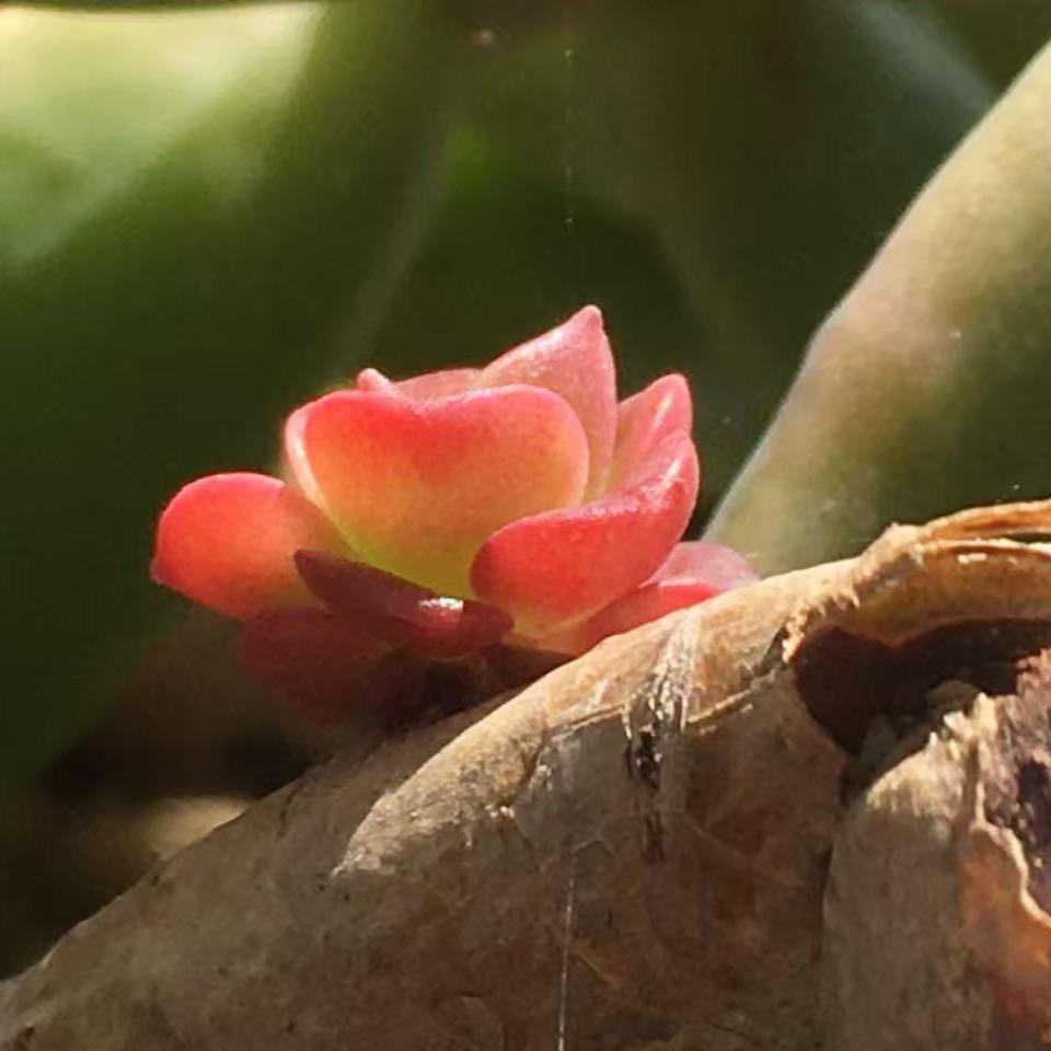 🎋竹竹节高