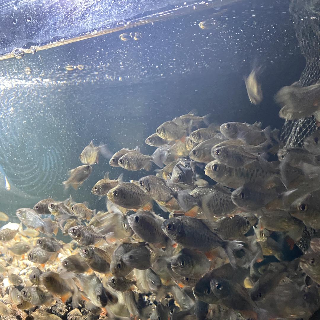 初九鱼苗培育基地