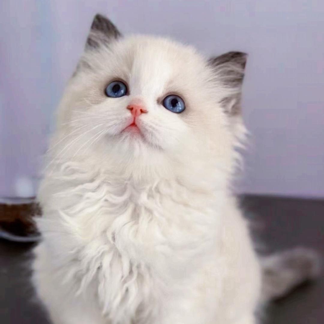 淘只小猫