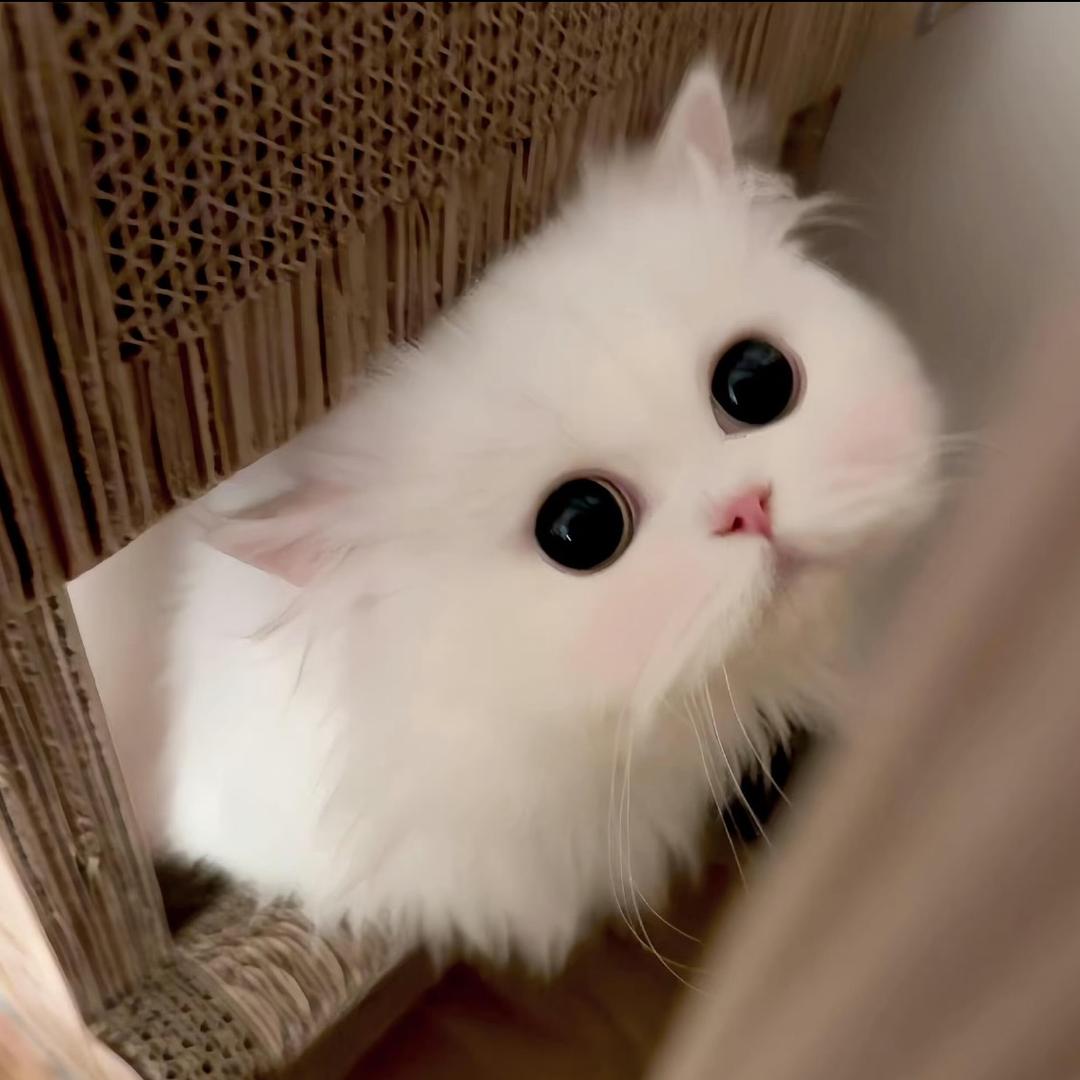 窊