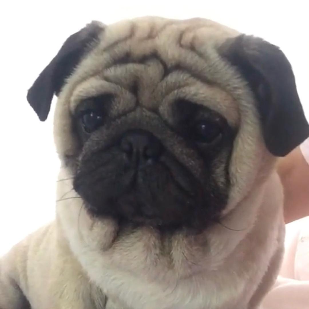 王小胖
