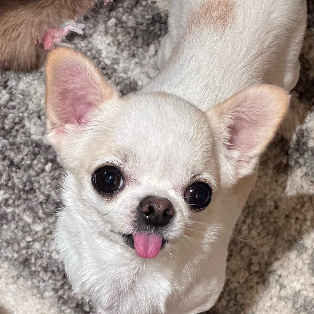 🐾乐乐吉 ⌯ꈍꈊꈍ⌯ಣ