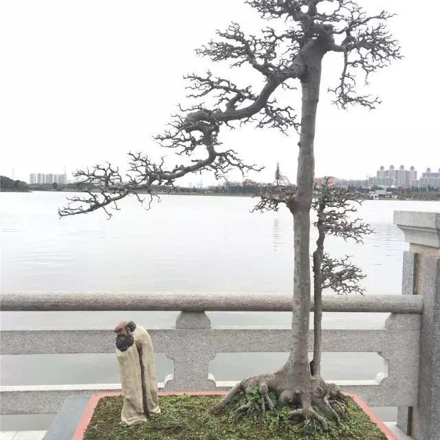南岭梅园