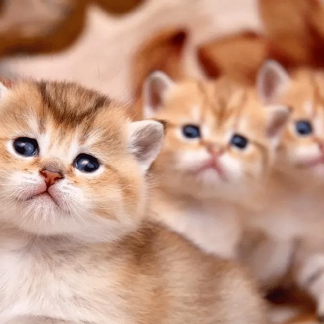 猫咪爱宠创意小铺