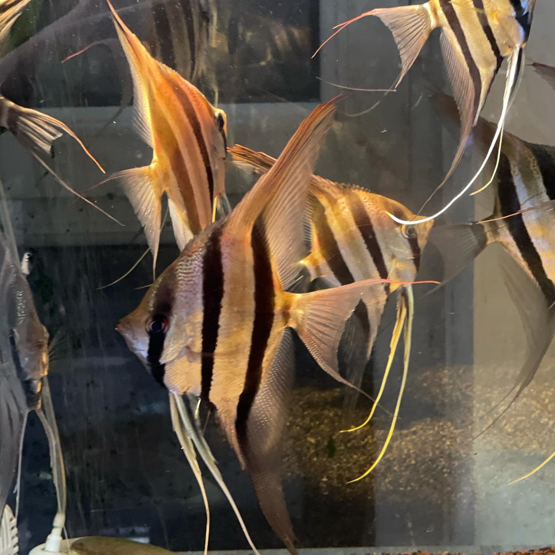 @雨辰&玩繁殖》