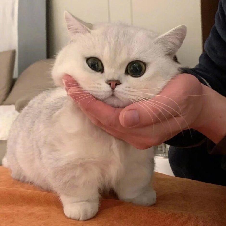 么凹猫.