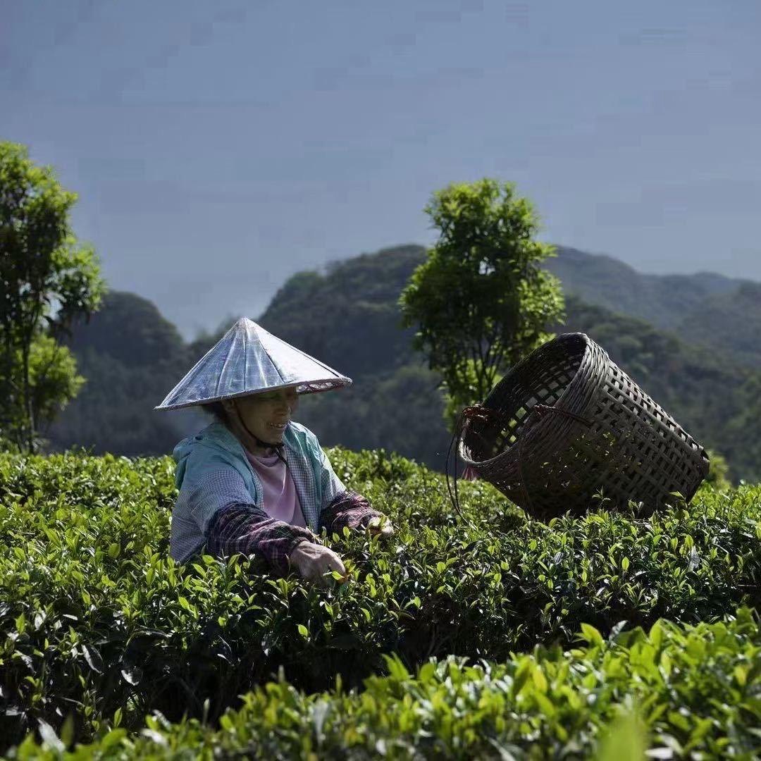 一壶好茶天然有机茶叶店