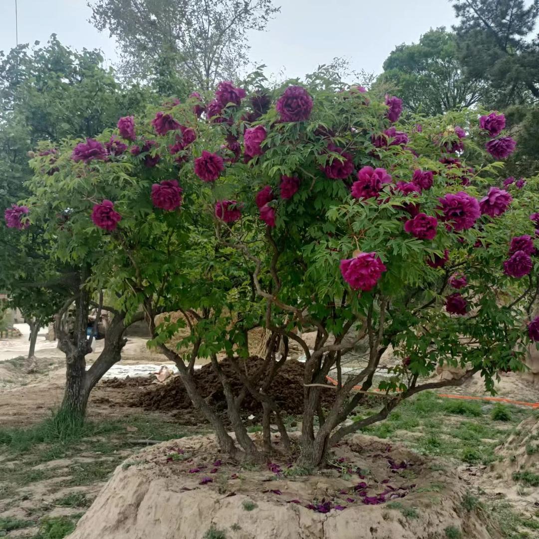 冯明权江夏百货优品小铺