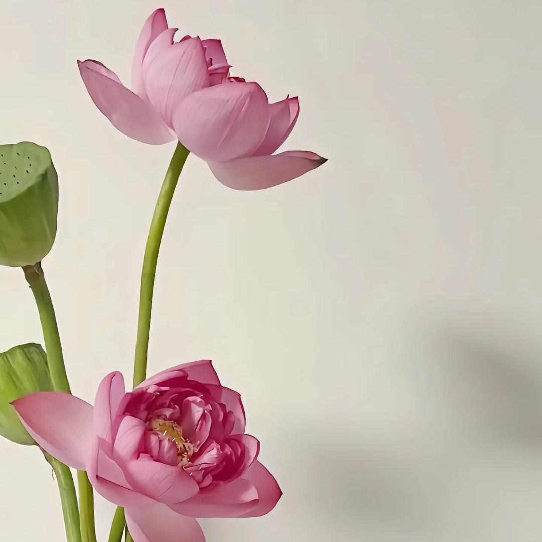 四季与棠Cameliia