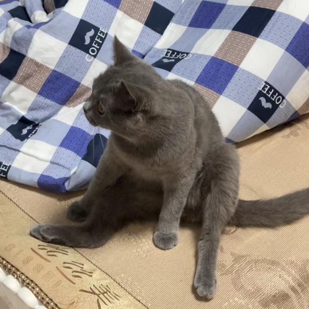 小菜