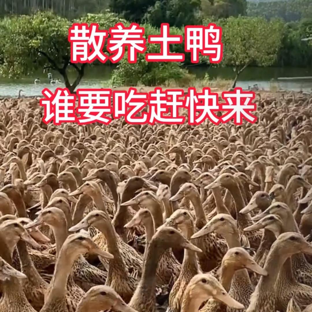 98100702209