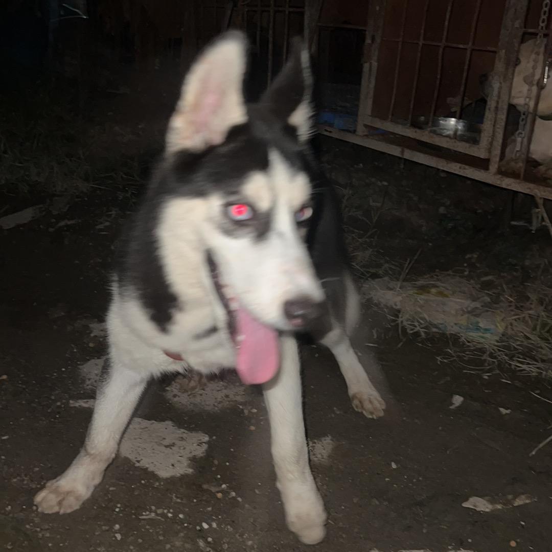 岁月（三角洲行动）