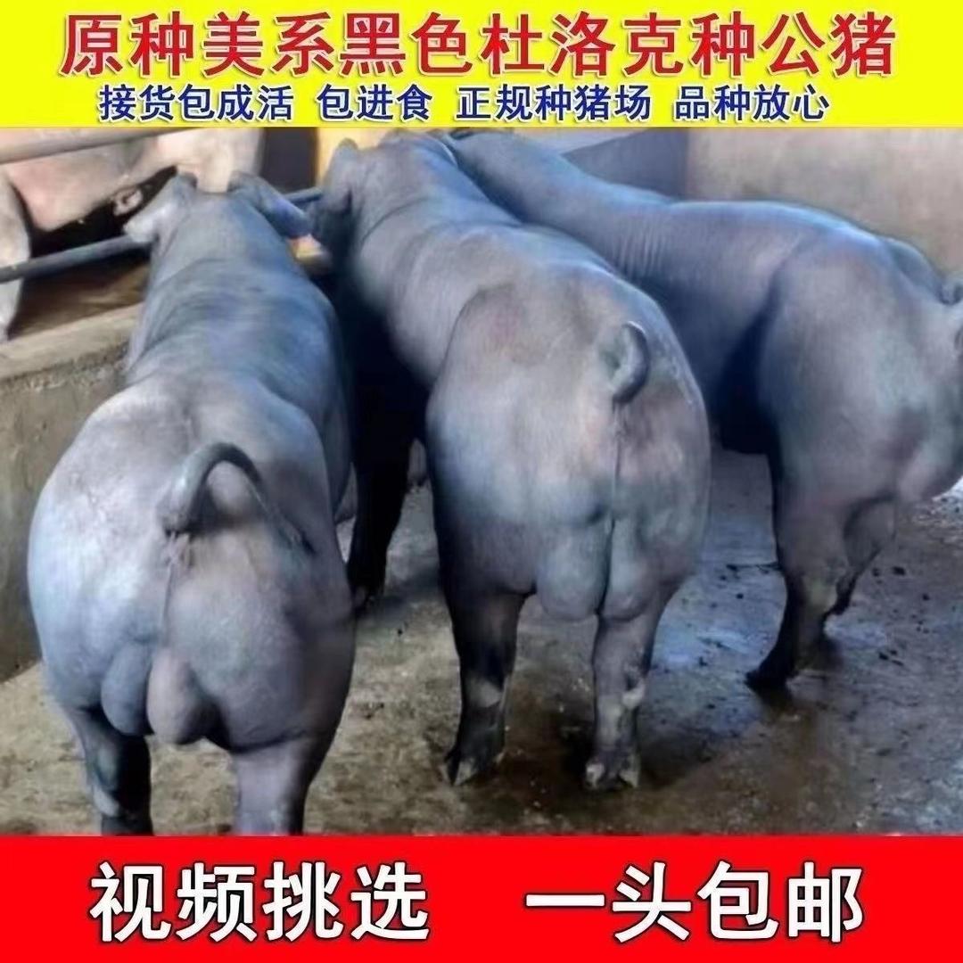 昌鸿农牧