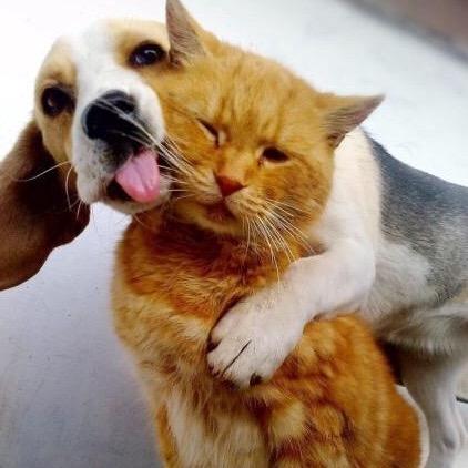 和平精英 小猫咪