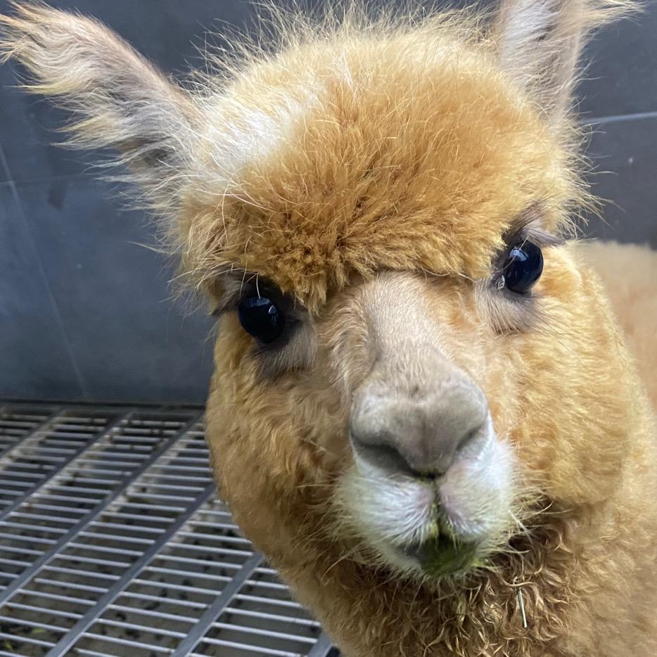 满山的猴子我腚最红