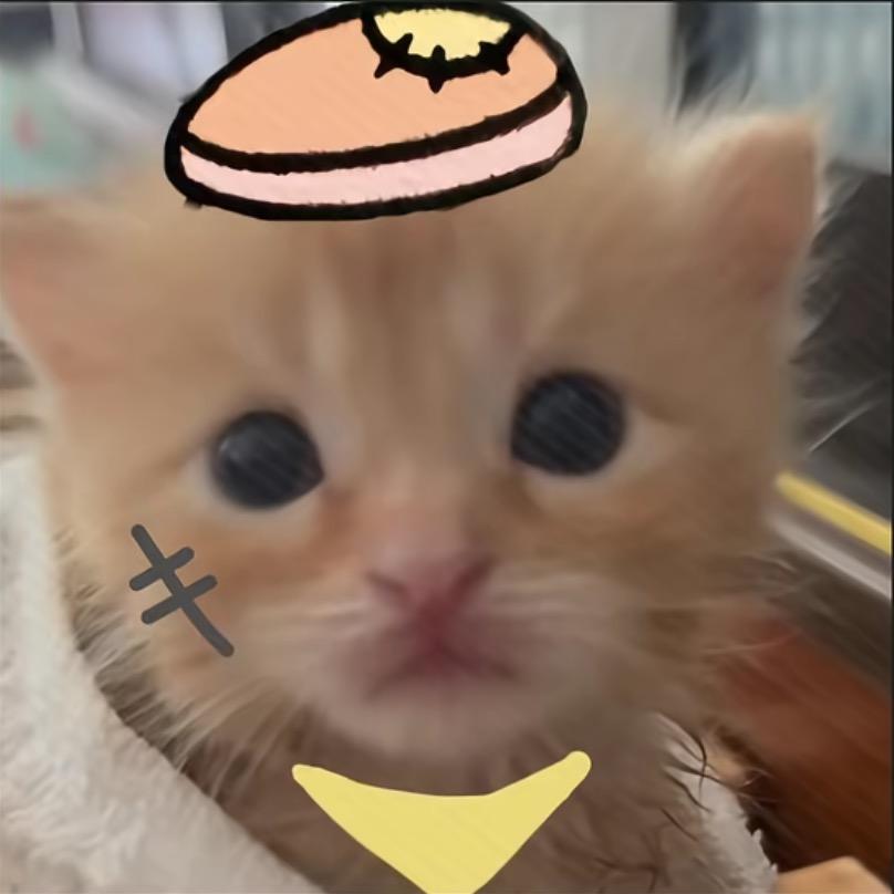 猫咪大王.🐾