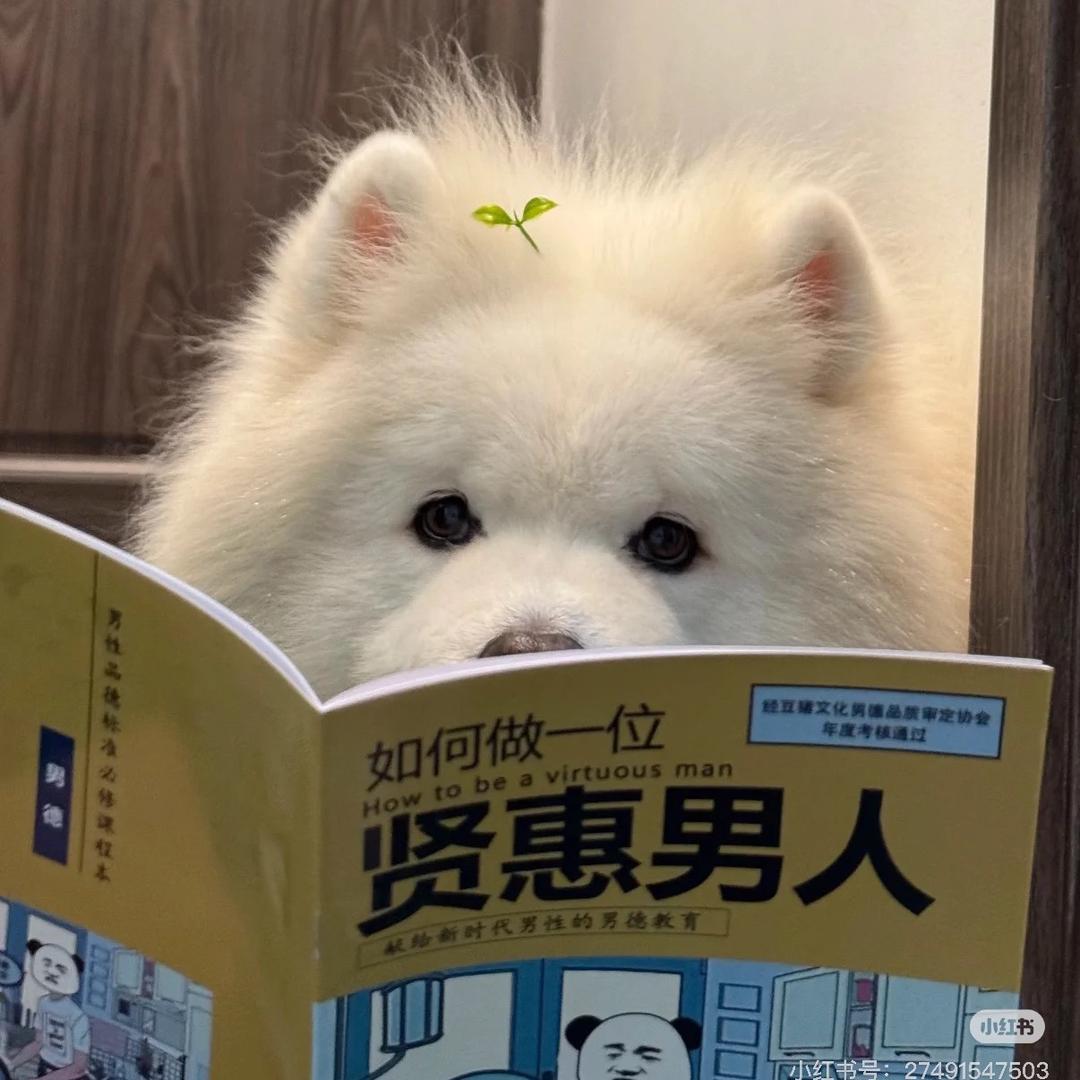 我也是一只小猫