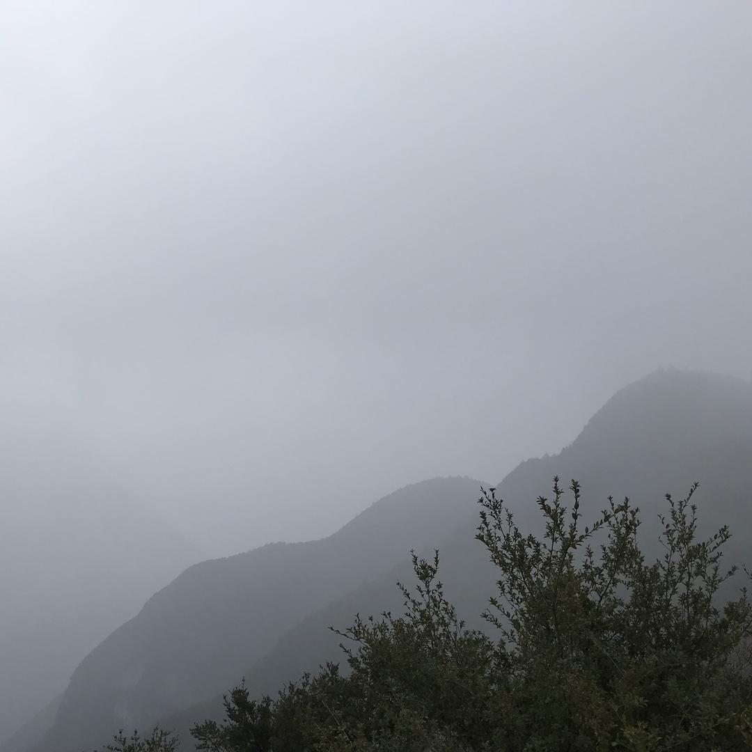 虹籽
