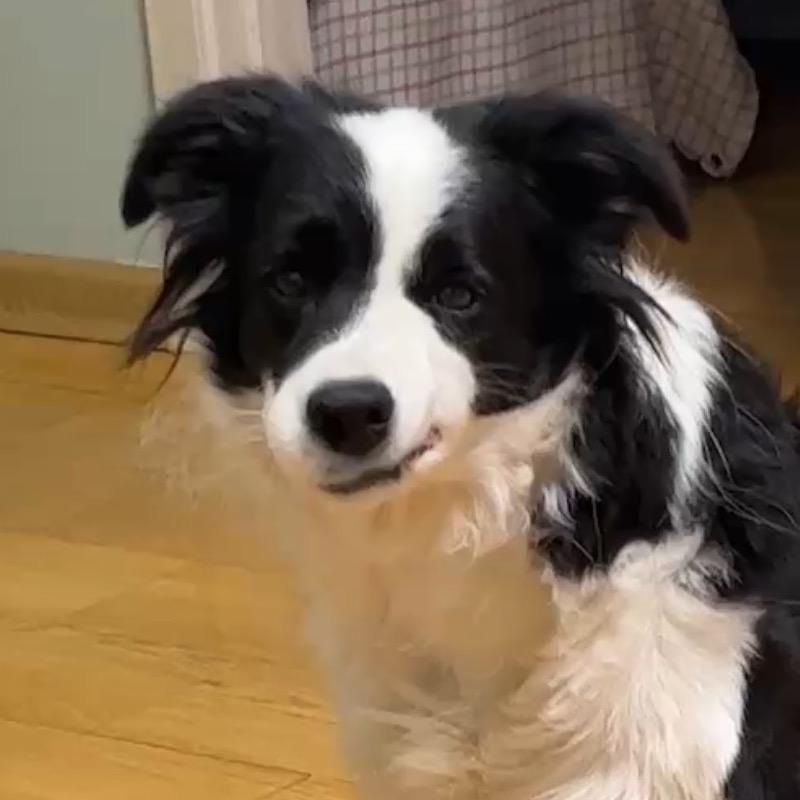汪汪上大分🐶（西北刀客）